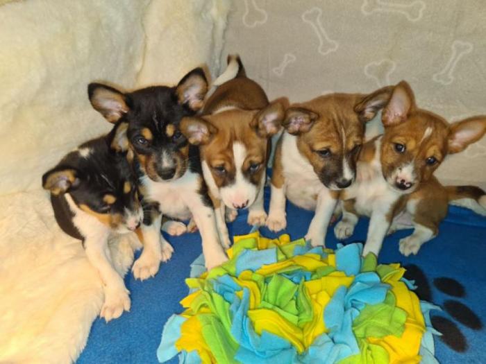 basenji top štenci besplatni mali oglasi