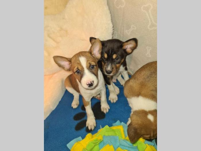 basenji top štenci besplatni mali oglasi