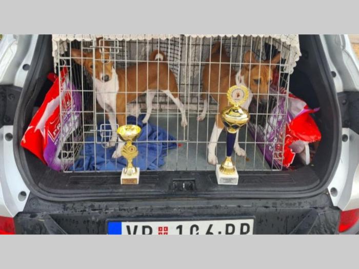 basenji top štenci besplatni mali oglasi