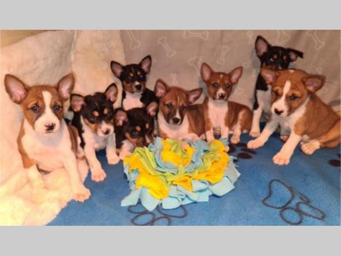 basenji top štenci besplatni mali oglasi