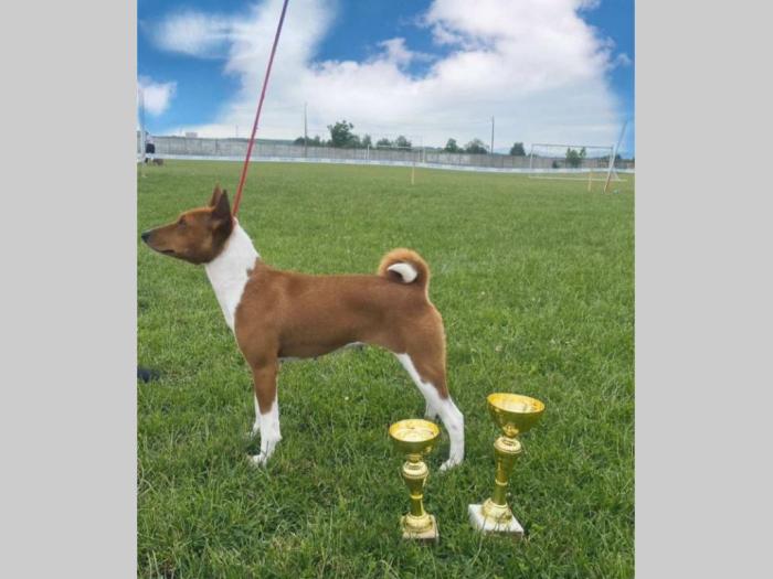 basenji top štenci besplatni mali oglasi