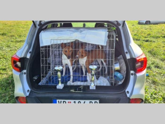 basenji top štenci besplatni mali oglasi