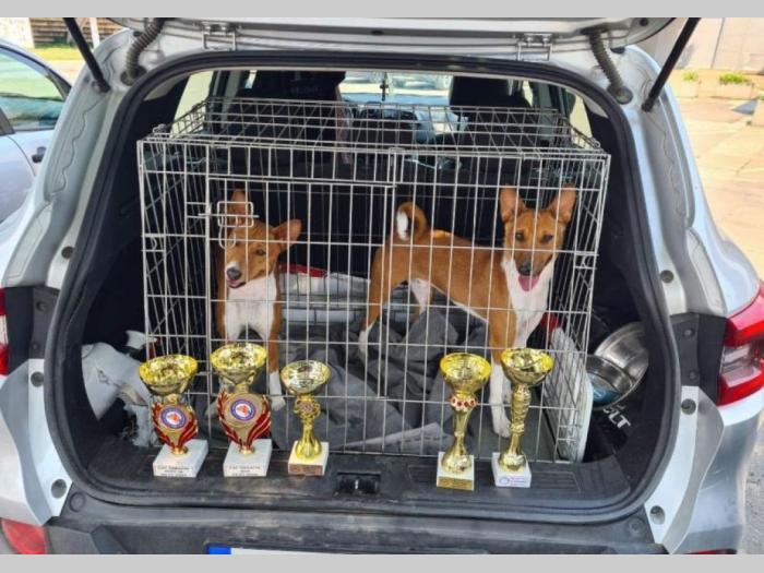 basenji top štenci besplatni mali oglasi
