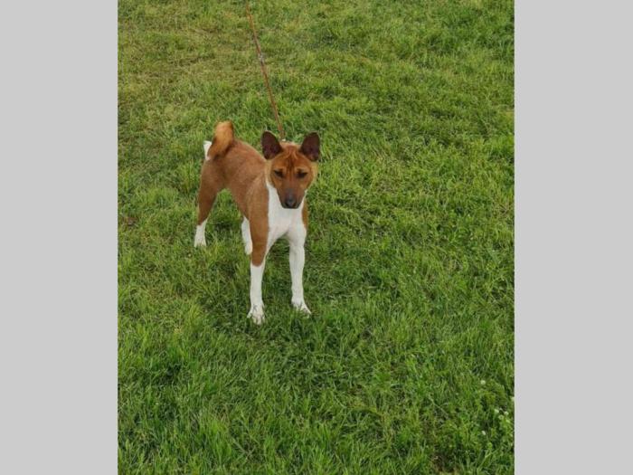 basenji top štenci besplatni mali oglasi