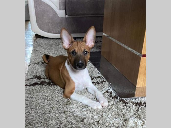 basenji top štenci besplatni mali oglasi