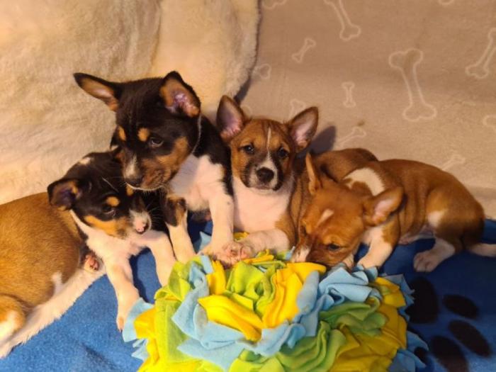 basenji top štenci besplatni mali oglasi