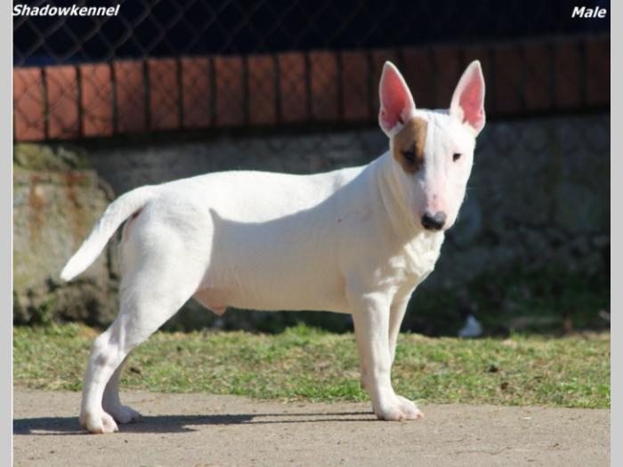 minijaturni bul terijer štenci besplatni mali oglasi