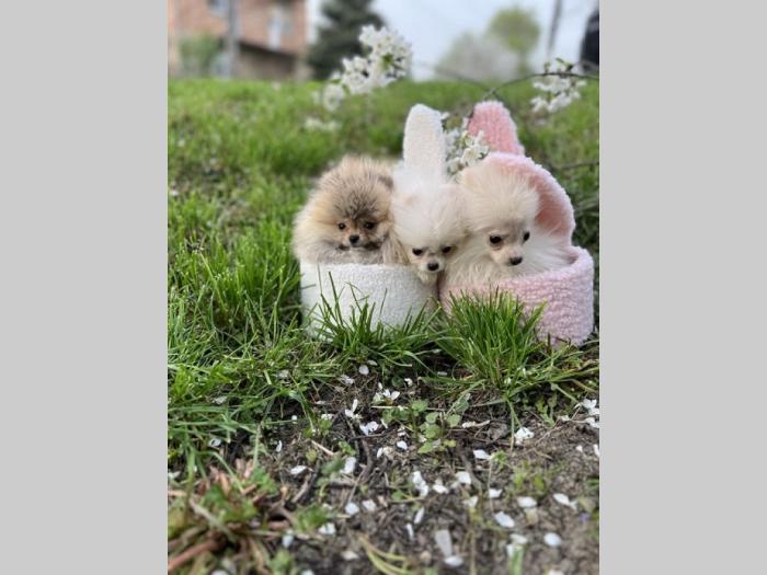 pomeranac štenci vrhunskog porekla besplatni mali oglasi