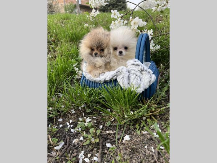 pomeranac štenci vrhunskog porekla besplatni mali oglasi