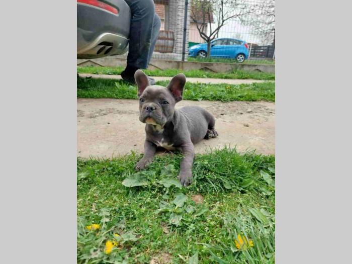 u ponudi štenci francuskog buldoga plave boje besplatni mali oglasi