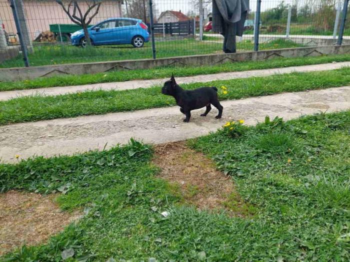 u ponudi štenci francuskog buldoga plave boje besplatni mali oglasi