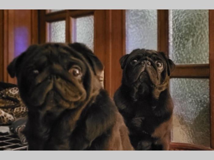 mops štenci besplatni mali oglasi