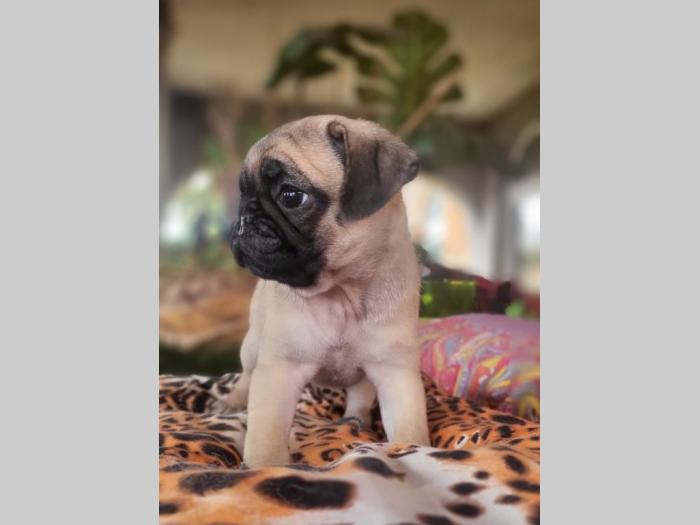 mops štenci besplatni mali oglasi