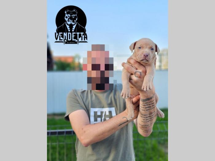 američki pit bul terijer štenci besplatni mali oglasi