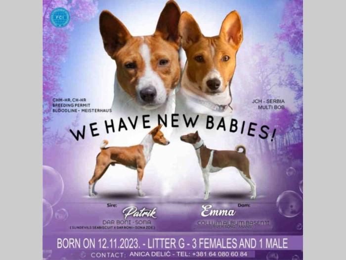 basenji štenci oštenjeni 12 11 2023 godinedostupne dve ženke besplatni mali oglasi