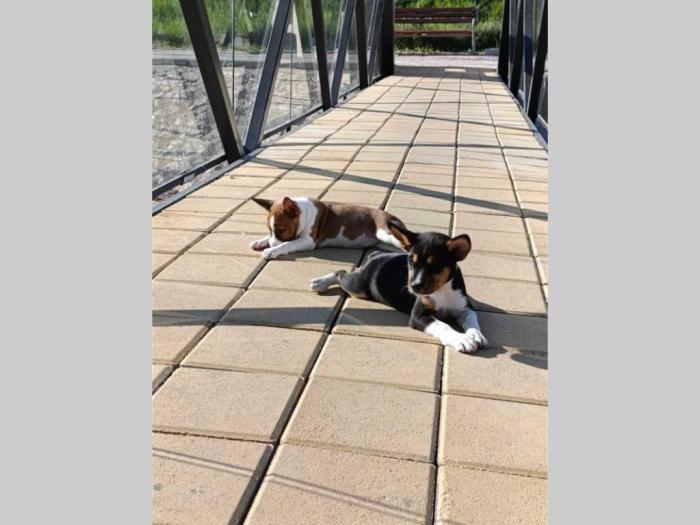 basenji štenci besplatni mali oglasi