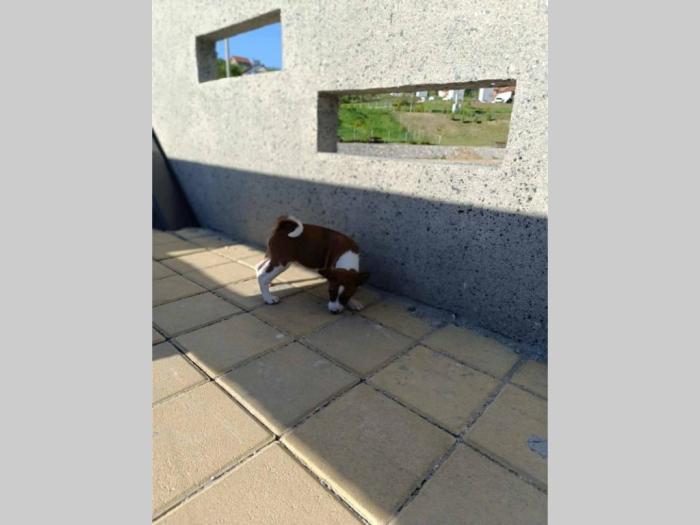 basenji štenci besplatni mali oglasi