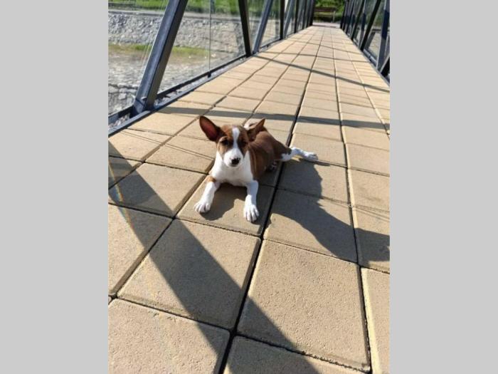 basenji štenci besplatni mali oglasi