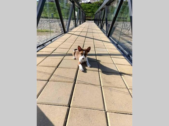 basenji štenci besplatni mali oglasi
