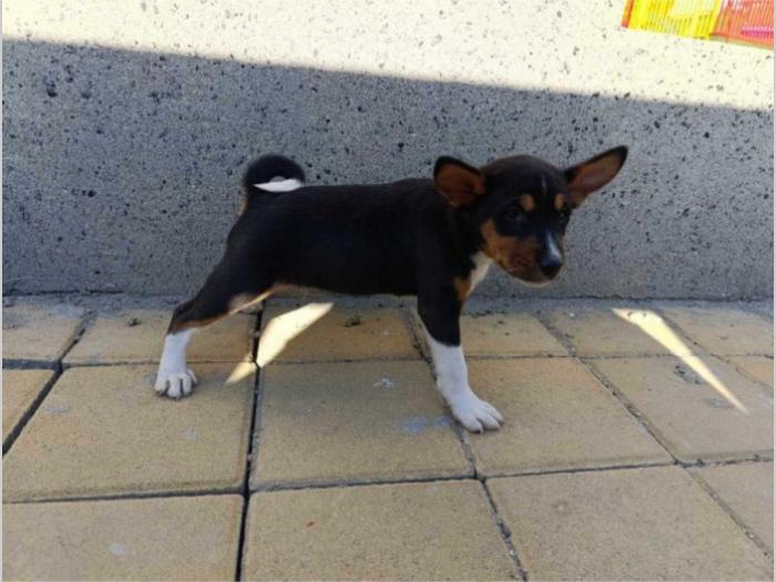 basenji štenci besplatni mali oglasi