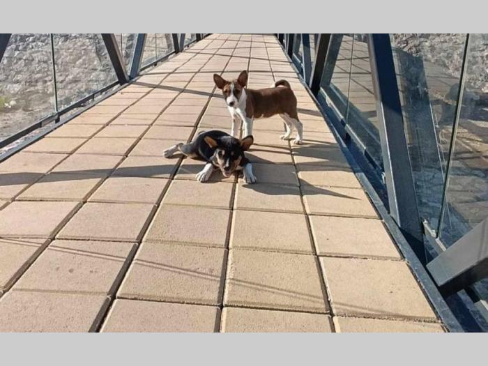 basenji štenci besplatni mali oglasi