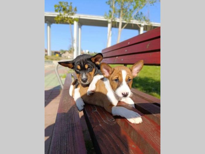basenji štenci besplatni mali oglasi