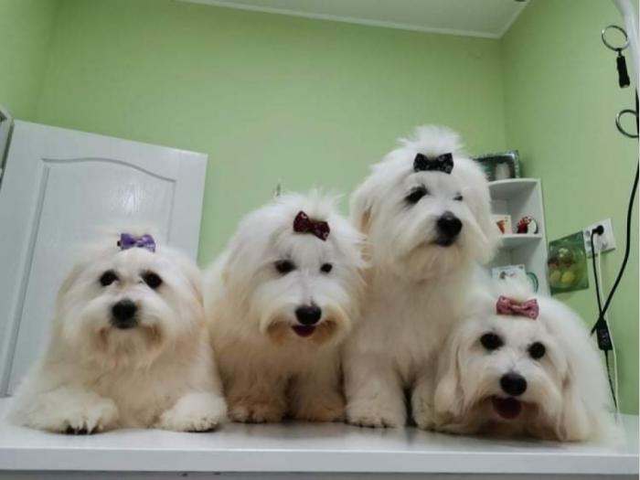 coton de tulear (tulearski pas) besplatni mali oglasi