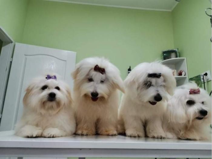 coton de tulear (tulearski pas) besplatni mali oglasi