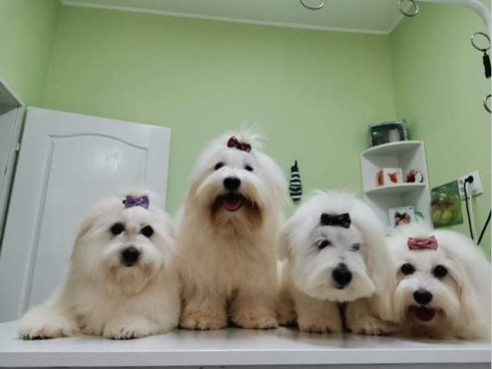 coton de tulear (tulearski pas) besplatni mali oglasi