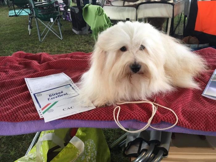 coton de tulear (tulearski pas) besplatni mali oglasi