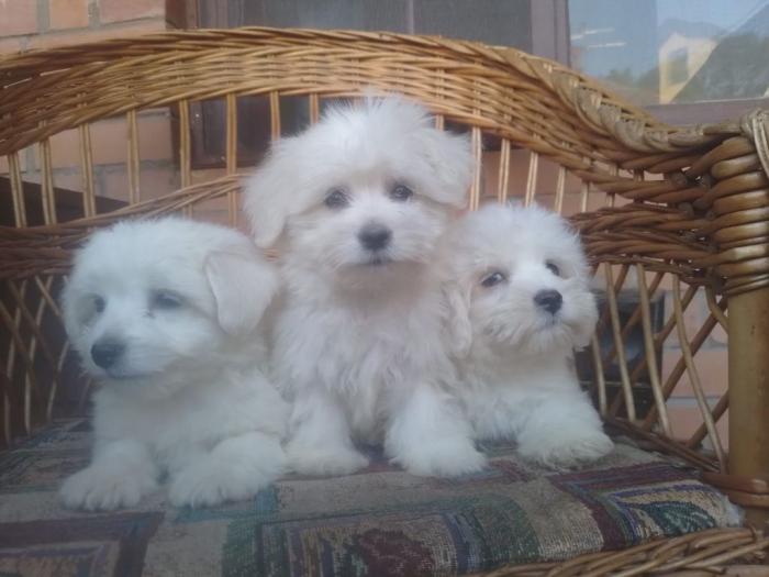 coton de tulear (tulearski pas) besplatni mali oglasi