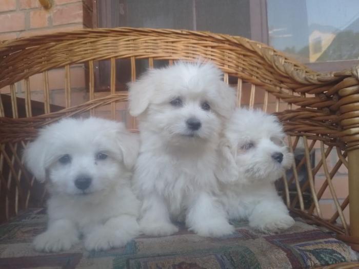 coton de tulear (tulearski pas) besplatni mali oglasi