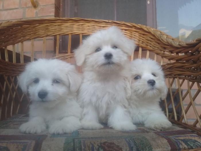 coton de tulear (tulearski pas) besplatni mali oglasi
