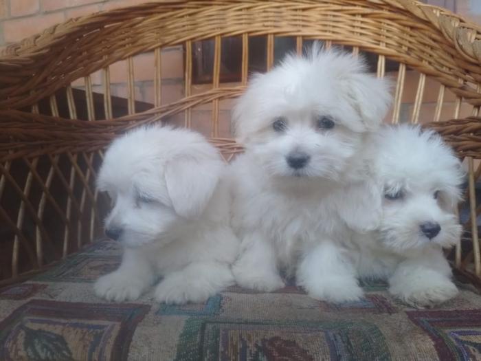 coton de tulear (tulearski pas) besplatni mali oglasi