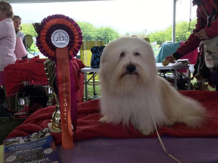 coton de tulear (tulearski pas) besplatni mali oglasi