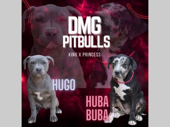 pitbull prelepi štenci besplatni mali oglasi