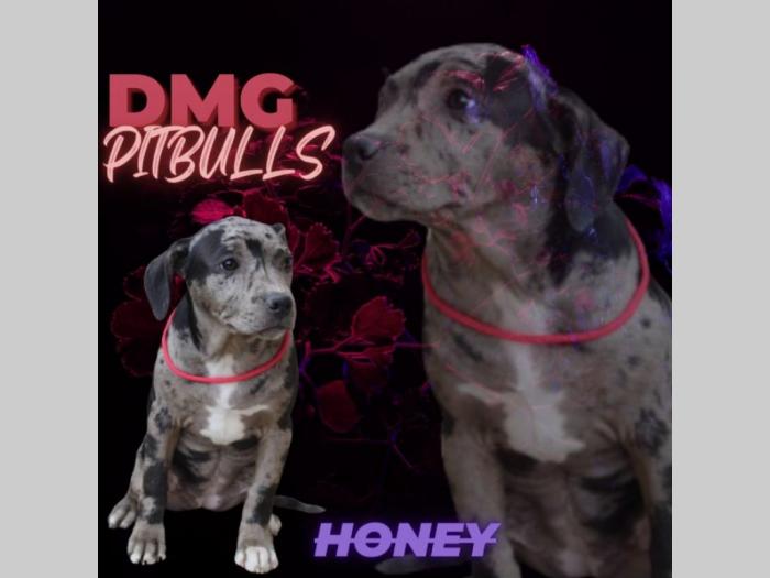 pitbull prelepi štenci besplatni mali oglasi