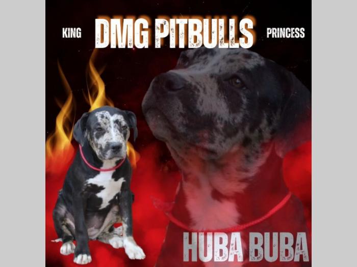 pitbull prelepi štenci besplatni mali oglasi