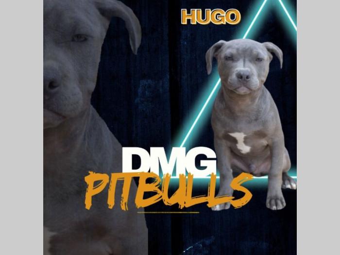 pitbull prelepi štenci besplatni mali oglasi