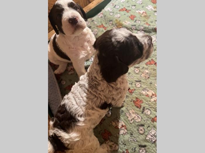 lagotto romagnolo prelepi štenci besplatni mali oglasi