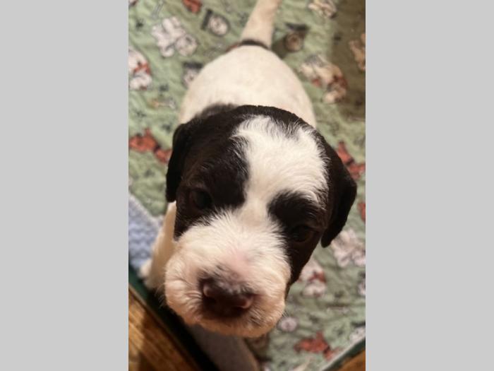 lagotto romagnolo prelepi štenci besplatni mali oglasi