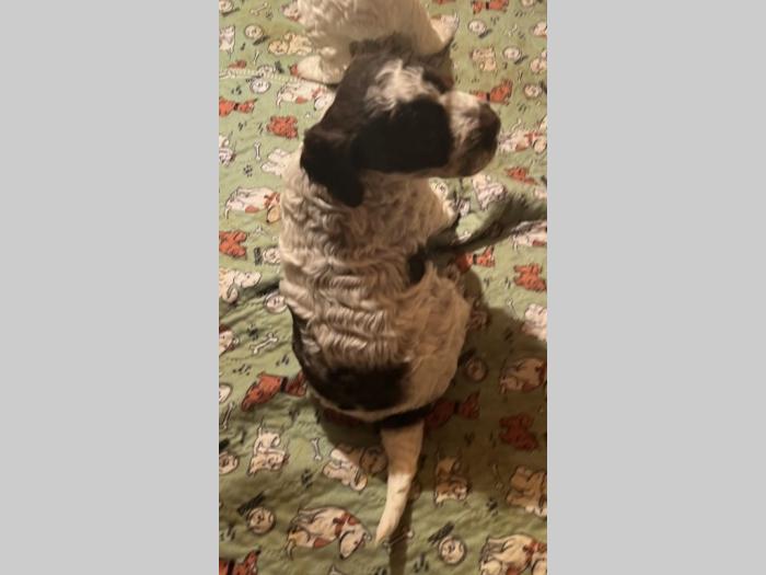 lagotto romagnolo prelepi štenci besplatni mali oglasi