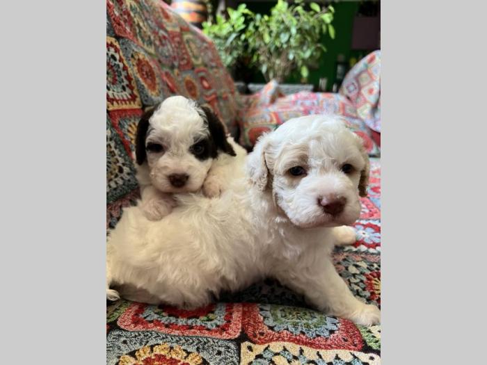 lagotto romagnolo prelepi štenci besplatni mali oglasi