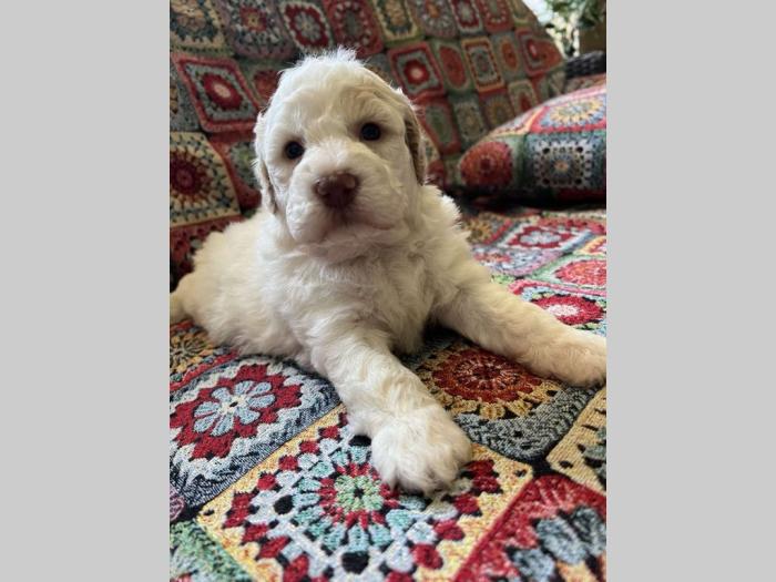 lagotto romagnolo prelepi štenci besplatni mali oglasi