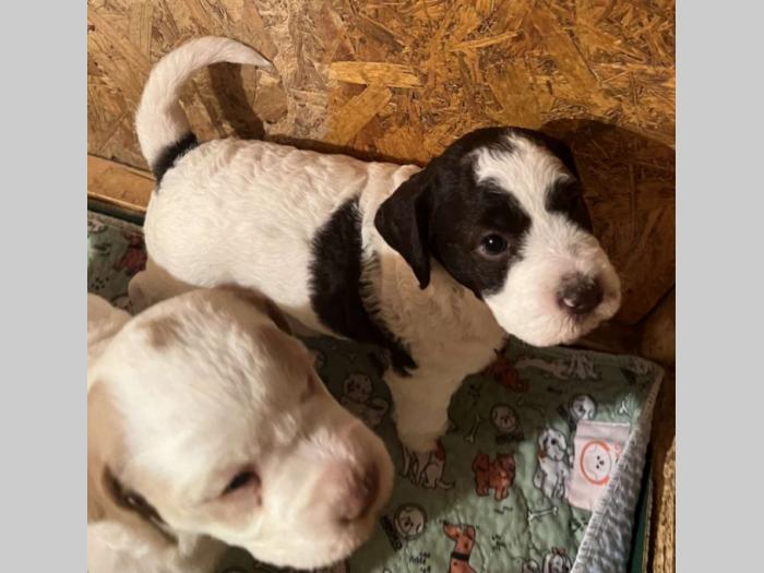 lagotto romagnolo prelepi štenci besplatni mali oglasi