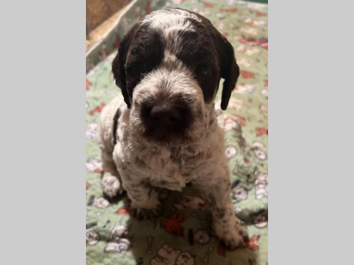 lagotto romagnolo prelepi štenci besplatni mali oglasi