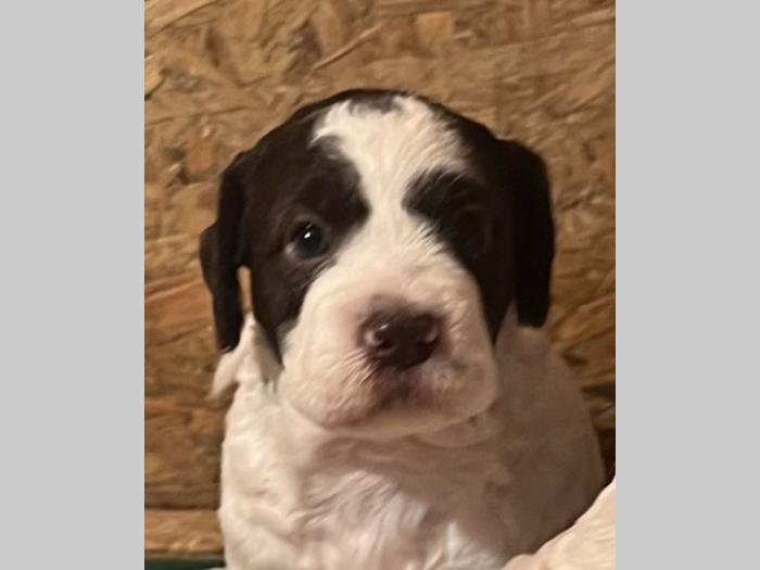 lagotto romagnolo prelepi štenci besplatni mali oglasi