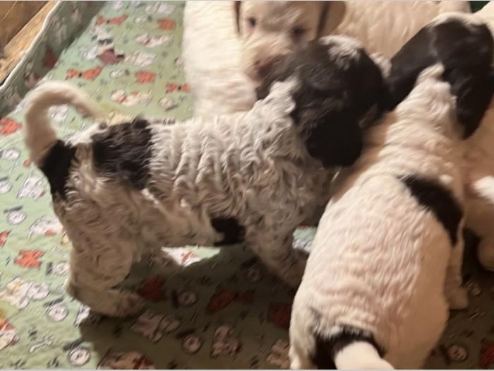 lagotto romagnolo prelepi štenci besplatni mali oglasi