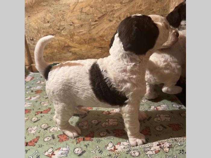 lagotto romagnolo prelepi štenci besplatni mali oglasi