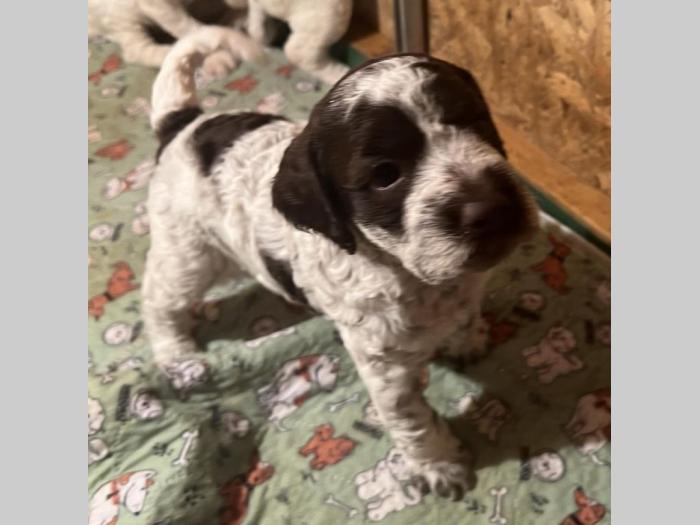 lagotto romagnolo prelepi štenci besplatni mali oglasi